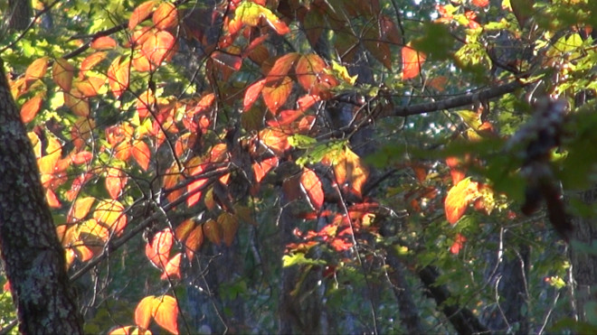 300 dpi Fall Foliage Picture