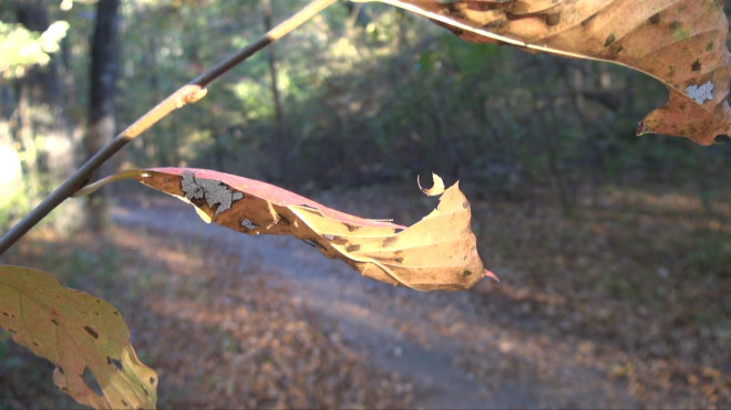 300 dpi Fall Foliage Picture2