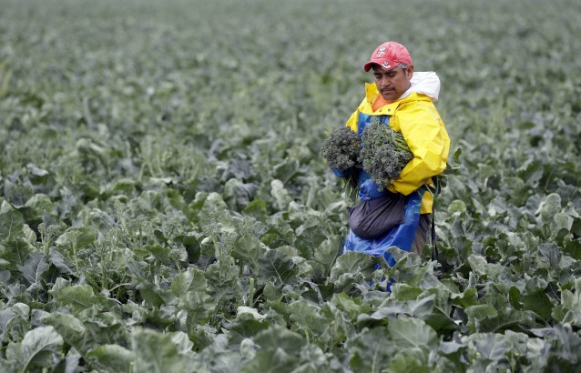 A farmworker picks broccolini in the rain on Wednesday, Feb. 26, 2014, in King City, Calif. 