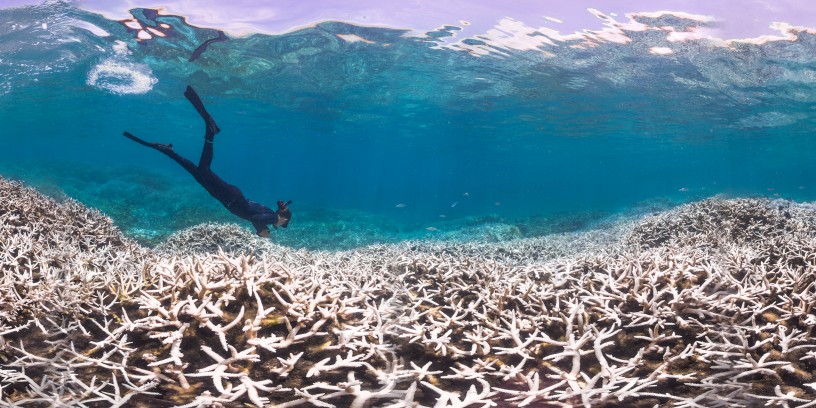 Alice Lawrence, a marine biologist, assesses the bleaching at Airport Reef in American Samoa. 