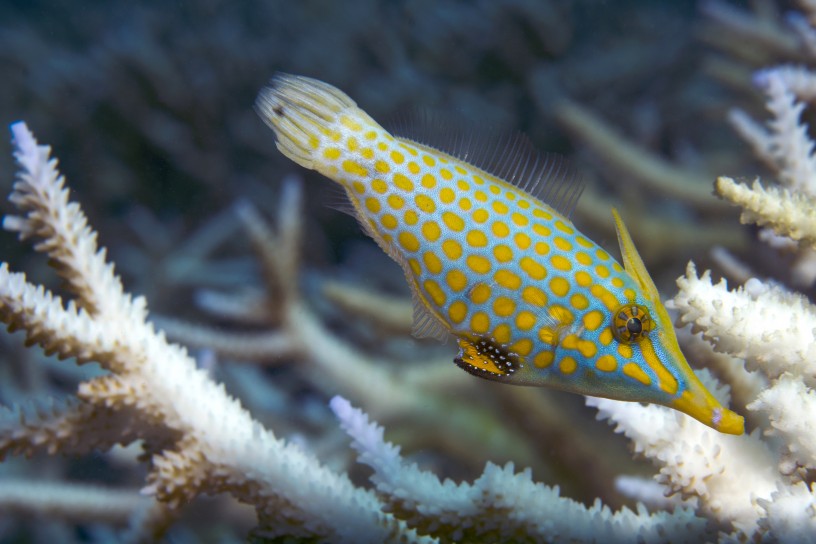 A long-nose file fish struggling to find coral polyps to eat. File fish are iconic reef fish that are totally reliant on healthy corals for food. 