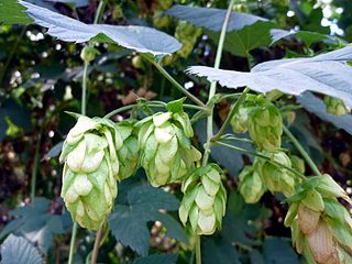 Humulus lupulus, whose flowers could help protect bees against varroa mites. 